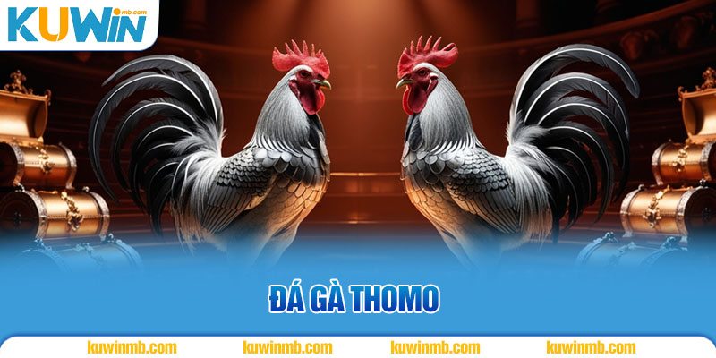 đá gà thomo